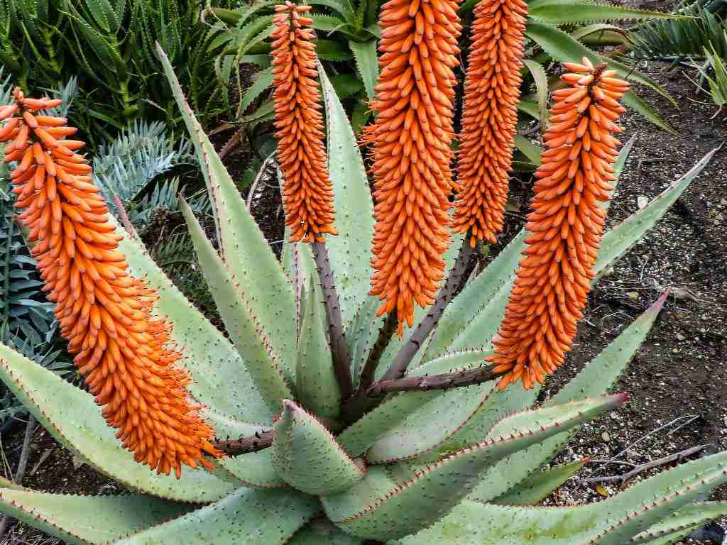 Aloe ferox (Aloe del Cabo)