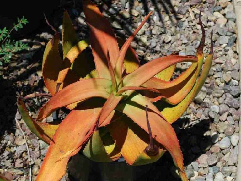 Aloe gariepensis (Aloe Gariep)