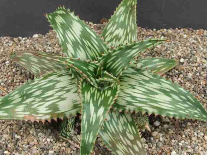 Aloe hemmingii (Áloe mosaico)