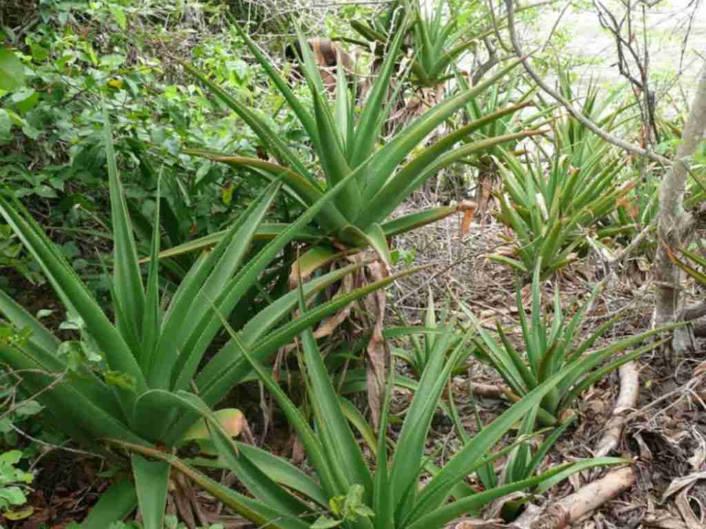 Aloe pembaná (Pemba Aloe)