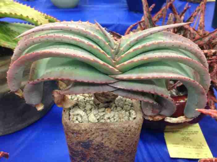 Aloe suprafoliata - Libro Aloe