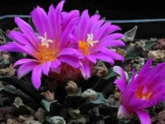Ariocarpus agavoides (cactus de roca viva de Tamaulipas)