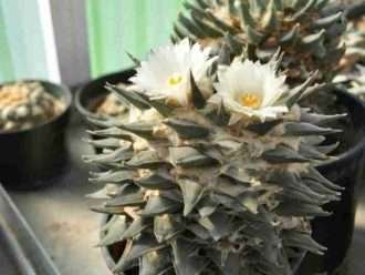 Ariocarpus retusus (roca estrella)