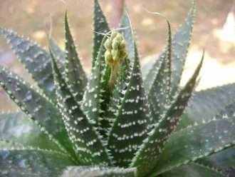 Aristaloe aristata (Aloe de encaje) también conocido como Aloe aristata