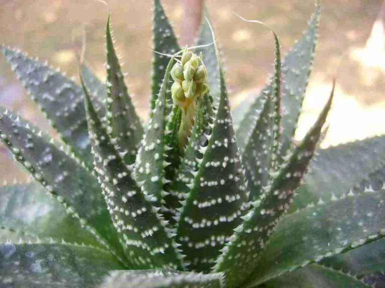 Aristaloe aristata (Aloe de encaje) también conocido como Aloe aristata