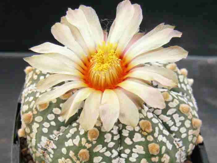 Astrophytum asterias 'Super Kabuto' (cactus dólar de plata)