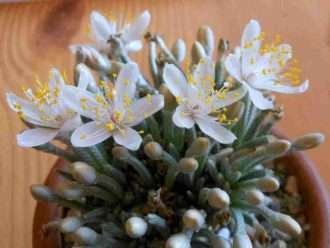 Avonia quinaria subs.  alstonii