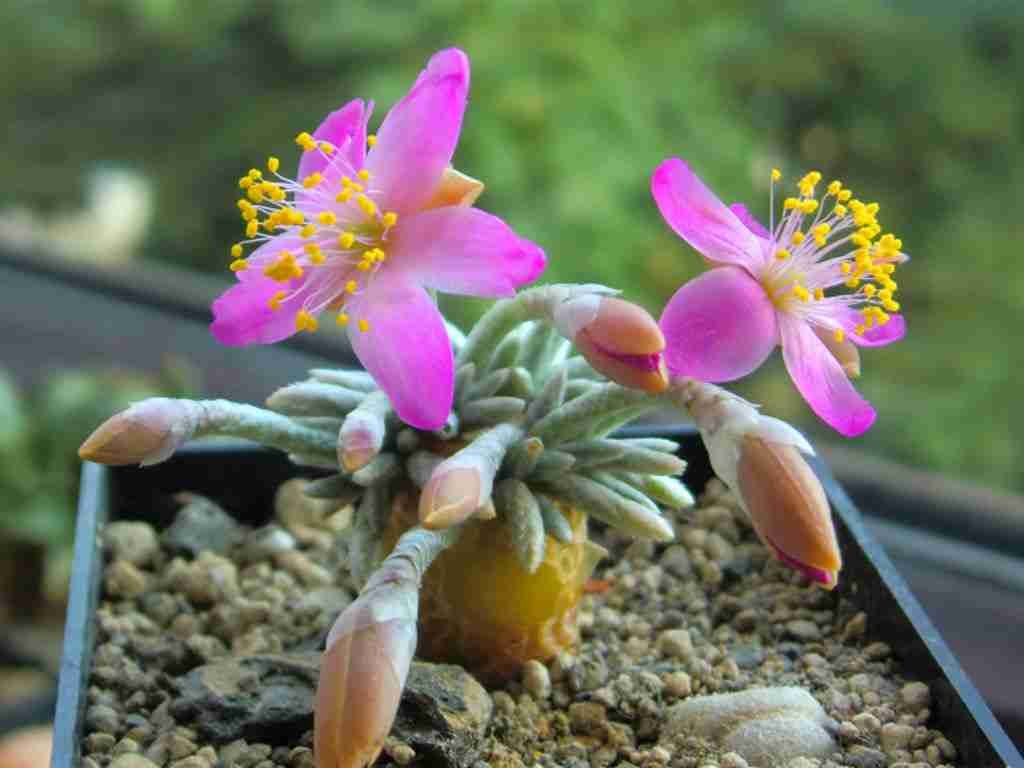 Avonia quinaria