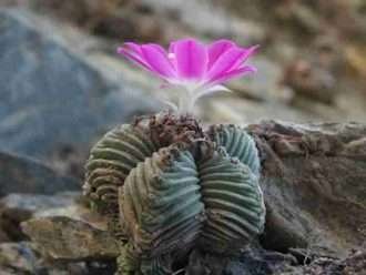 Aztekium valdezii
