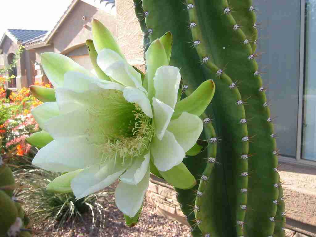 Cereus hexagonus (cactus dama de la noche)