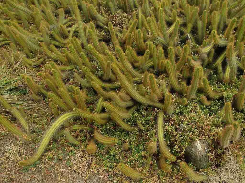 Cereus insularis