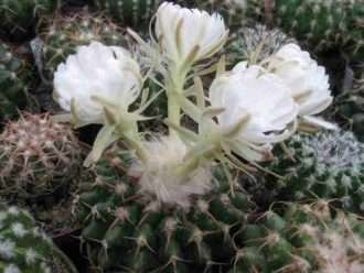 discocactus