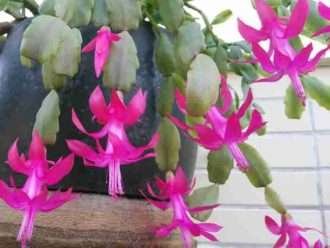 Flor de cactus de Navidad