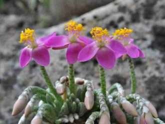 Cultiva y cuida Avonia