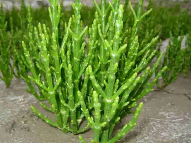 Salicornia europaea - Glasswort común