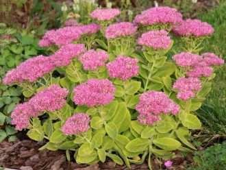 Cultivar y cuidar Hylotelephium
