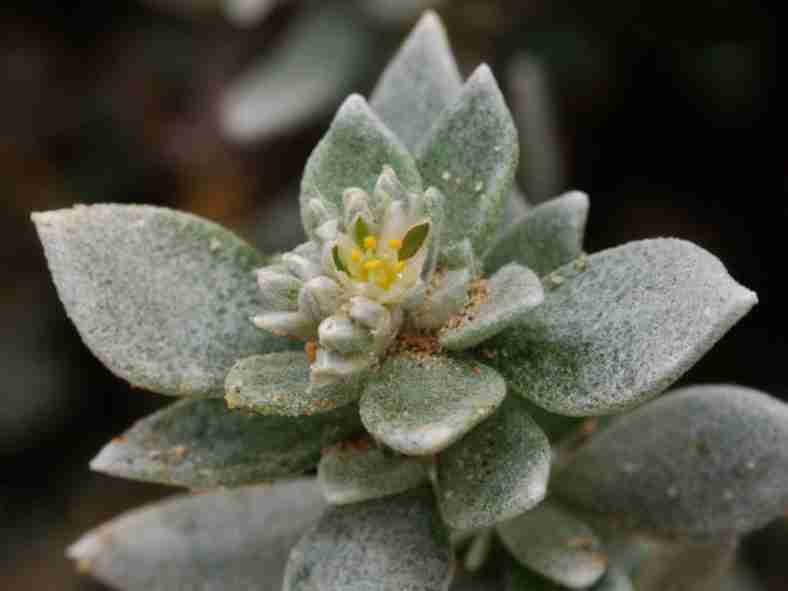 Crecimiento de Polycarpaea nivea