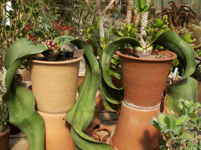 Cultivar y cuidar Welwitschia mirabilis