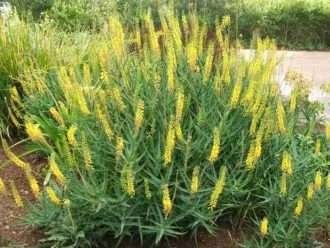 Cultivar y cuidar aloes trepadores (Aloiampelos tenuior)
