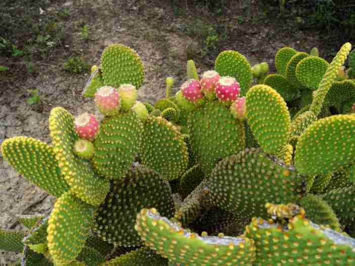 Cultivar y cuidar el cactus orejas de conejo (Opuntia microdasys)