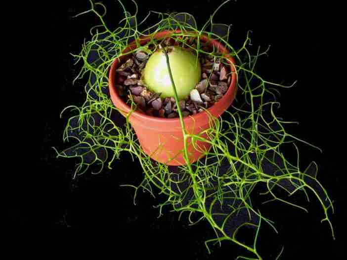 Cultivar y cuidar la planta de cebolla trepadora (Bowiea volubilis)