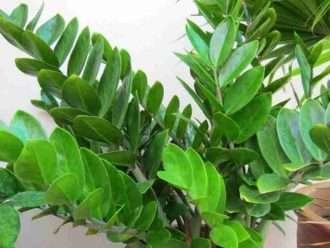 Zamioculcas zamiifolia - Planta ZZ