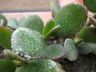 Manchas blancas en la planta de jade