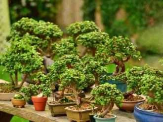 Portulacaria afra - Arbusto de elefante