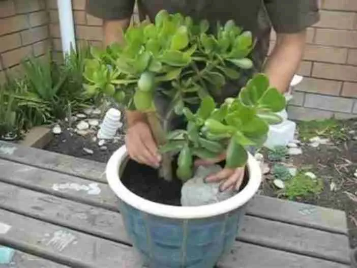 Trasplantar una planta de jade grande