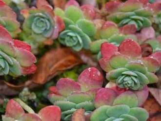 Cuidado de suculentas de invierno (Sedum palmeri)