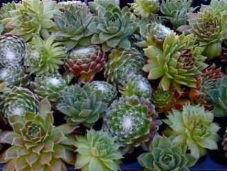 Proteger Sempervivum en invierno