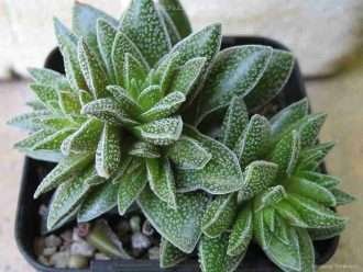 Crassula 'escarchado'