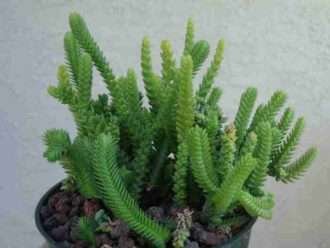 Crassula 'Imperialis' - Cadena de reloj gigante