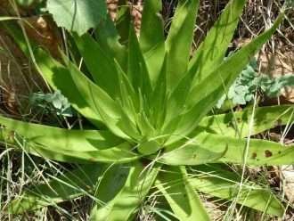 Crassula acinaciformis (Crassula gigante)