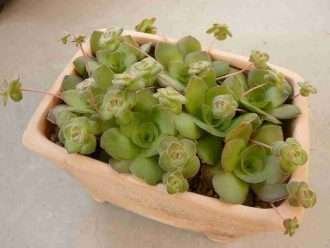 Crassula orbicularis
