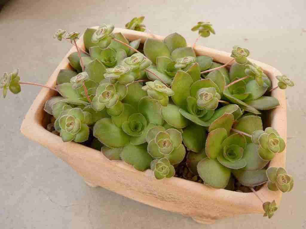 Crassula orbicularis