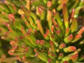 Crassula ovata 'Dedos flacos'