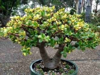 Crassula ovata 'Hummel's Sunset' (árbol de jade dorado)