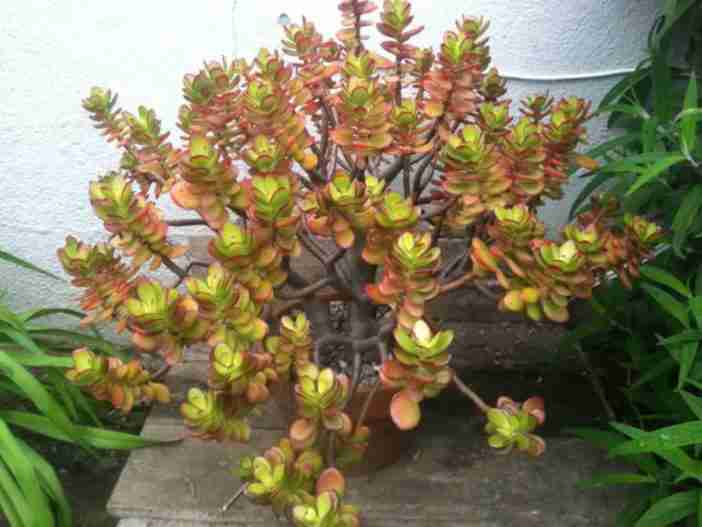 Crassula ovata 'Minima' (Planta de Jade en Miniatura)