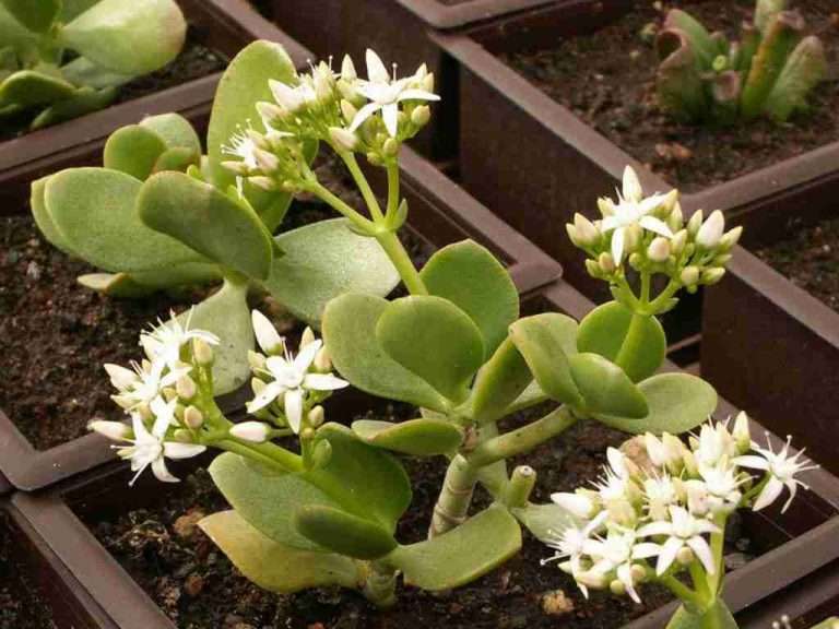 Crassula ovata 'Obliqua' (Planta de Jade)