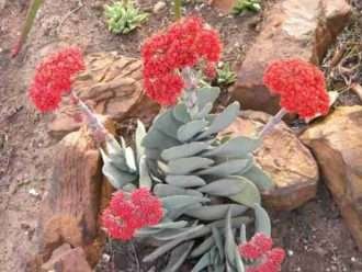 Crassula perfoliata var. minor (Planta de hélice) también conocido como Crassula falcata