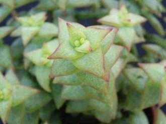 Crassula perforata (Cadena de botones)