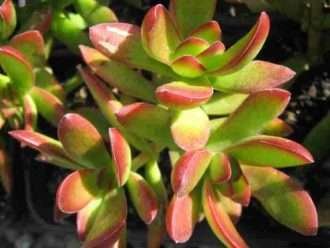 Crassula rubricaulis (Crassula de tallo rojo)