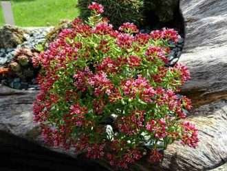 Crassula sarcocaulis (Bonsái Crassula)