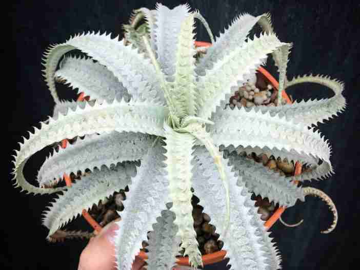 Cryptanthus warasii (Estrella de la Tierra)