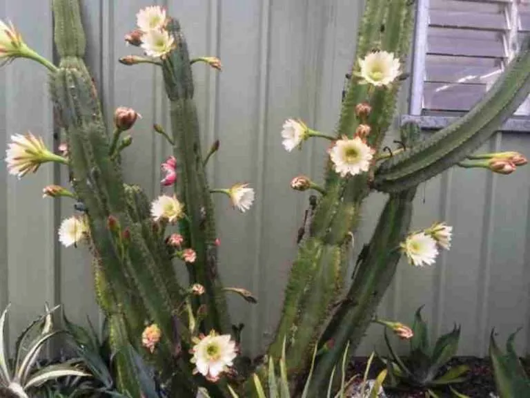 Cultivo de cactus columnares a partir de esquejes (Cereus repandus)