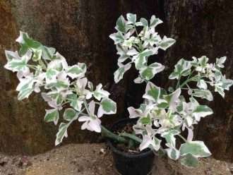 Curio articulatus 'Candlelight' (planta de velas abigarradas) también conocido como Senecio articulatus 'Candlelight'