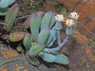 Curio crassulifolius (dedos azules)