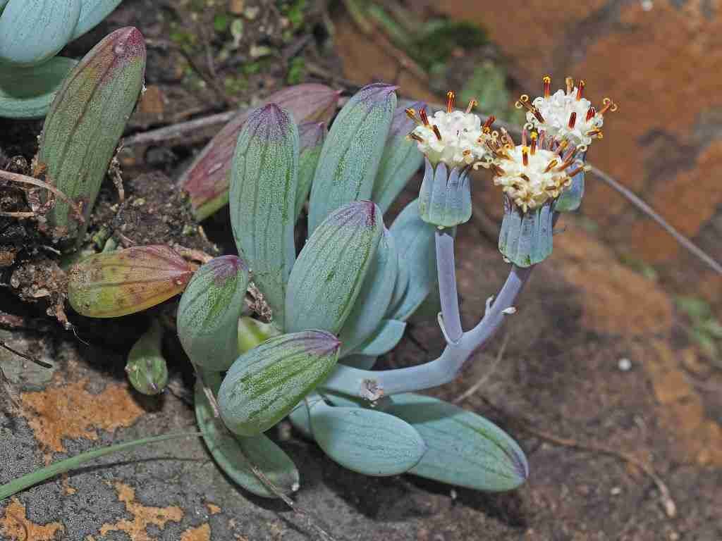 Curio crassulifolius (dedos azules)