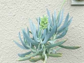 Curio ficoides (Big Blue Chalk Sticks) también conocido como Senecio ficoides